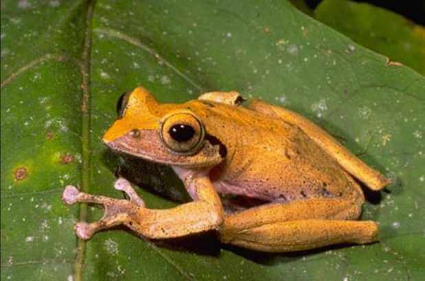 Boophis Brachychir, a medium-sized tree frog, with mostly yellow colouring