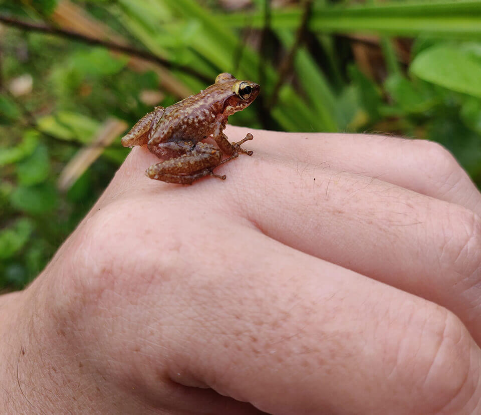 A tiny tree frog! Looks like a Bright-eyed tree frog