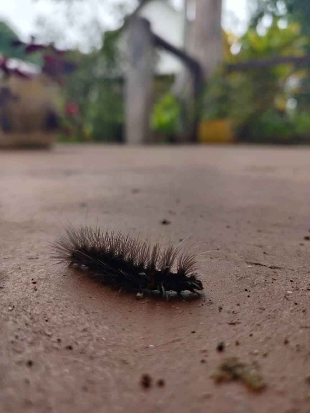 A close-up of a rather prickly caterpillar scurrying along the floor outside the classroom