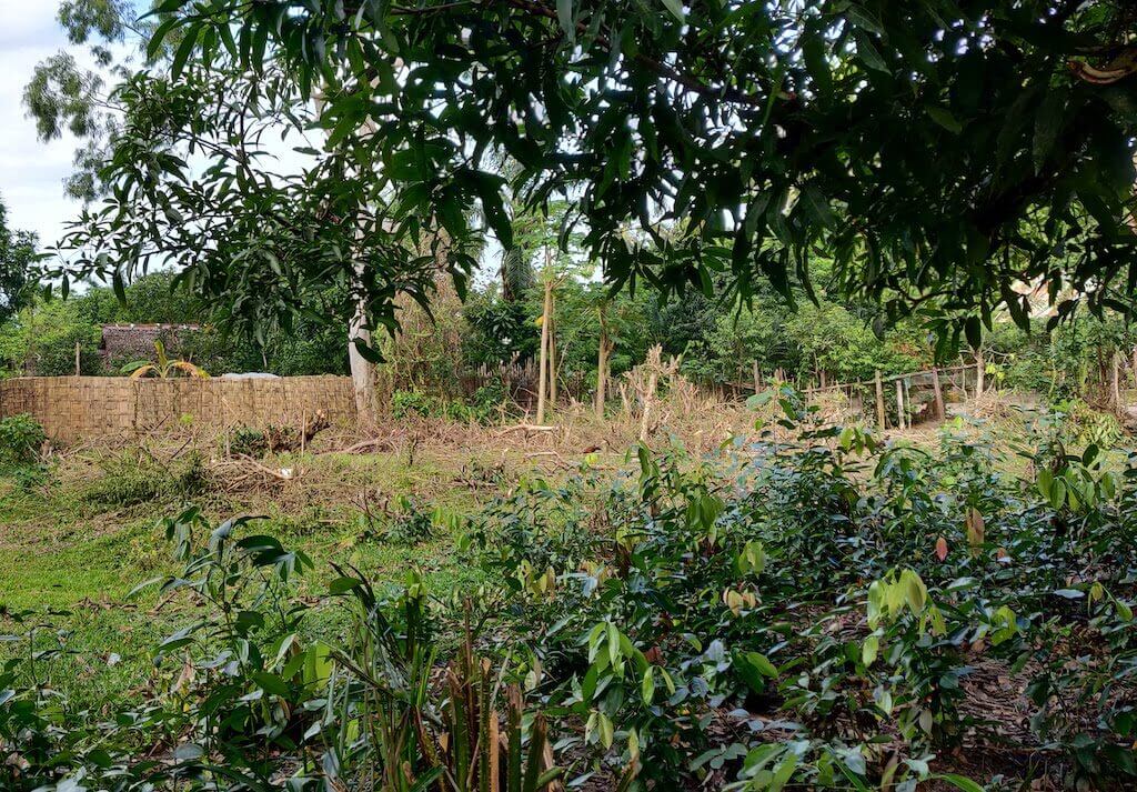 This plot of land on my commute was recently cut back, and all the stems taken away for drying