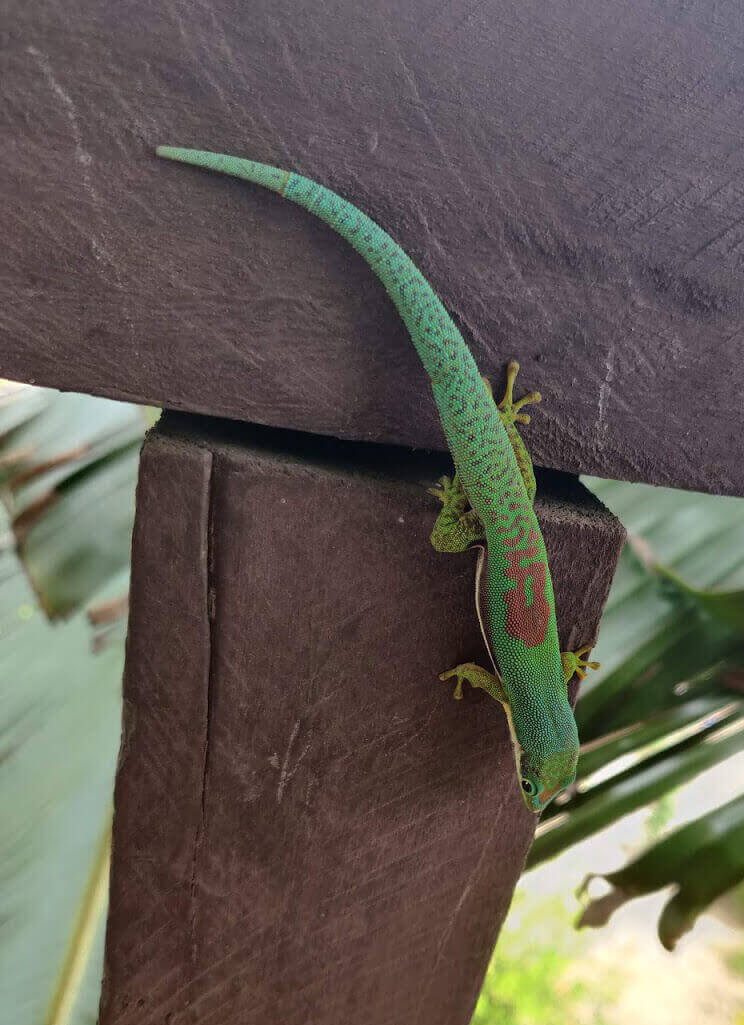 Madagascan Day Gecko