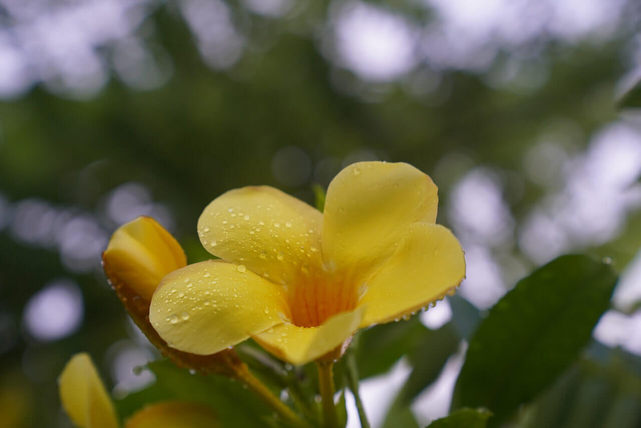 Pretty yellow flowers spring out from vines on a fence