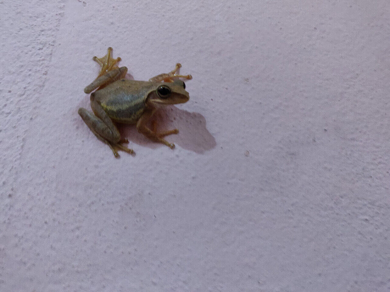 A tree frog, they have long limbs with even longer toes.