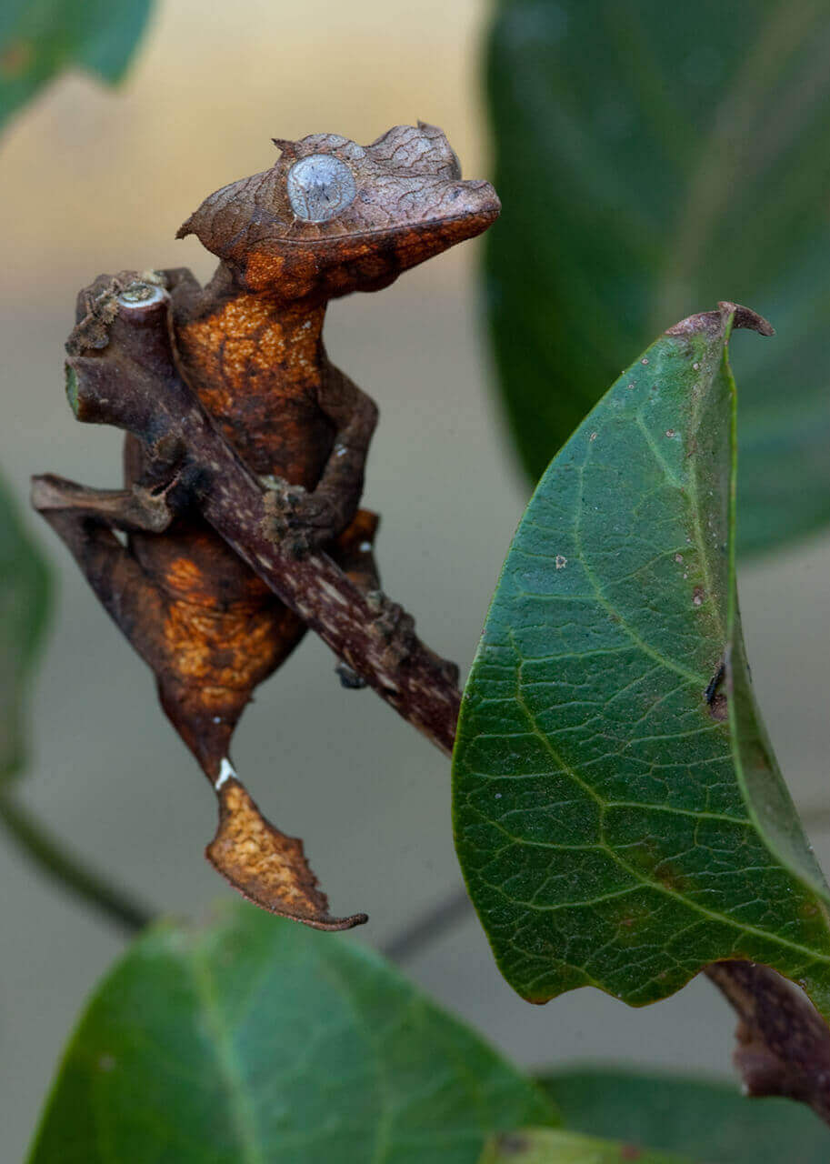 The leaf-tailed gecko looks like a dragon!