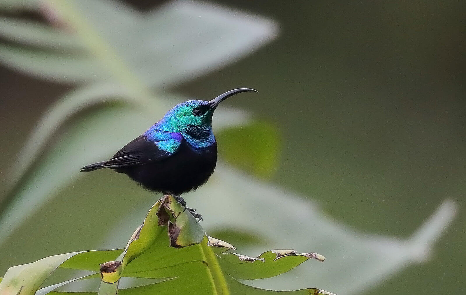 The Malagasy green sunbird is a beautiful sunbird, with a long, curved bill, and iridescent blue and green colouring