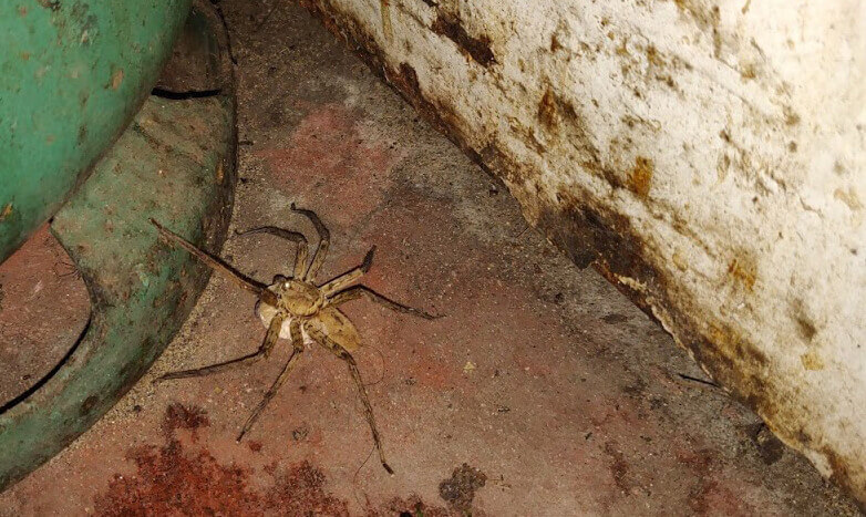 A large spider carrying an egg-sac