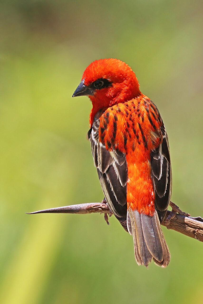 The Red Fody is a finch-like small bird, endemic to Madagascar
