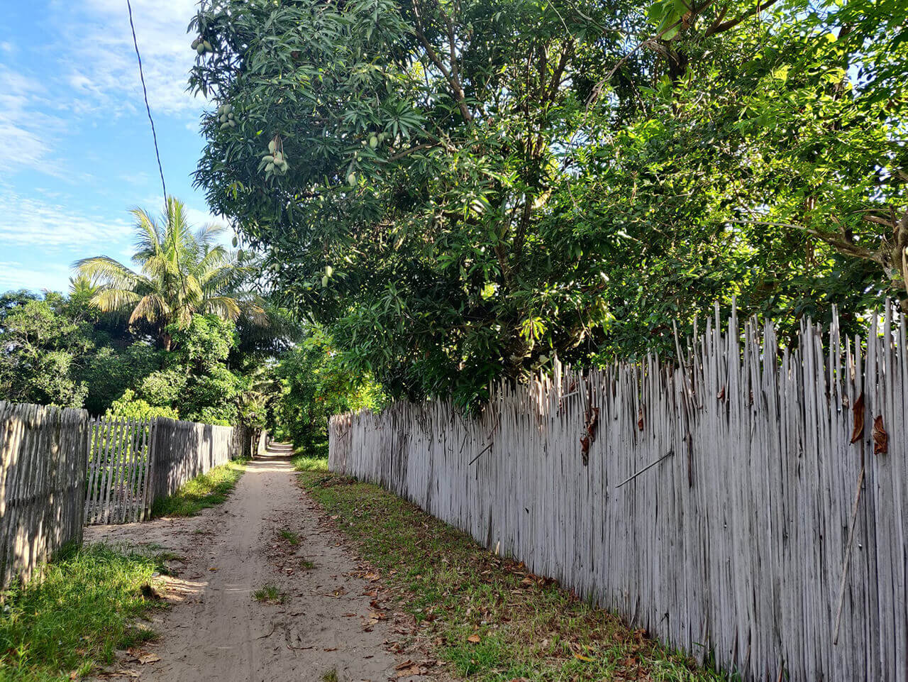 A fence-lined street, covered in beach sand, and shaded by the trees.