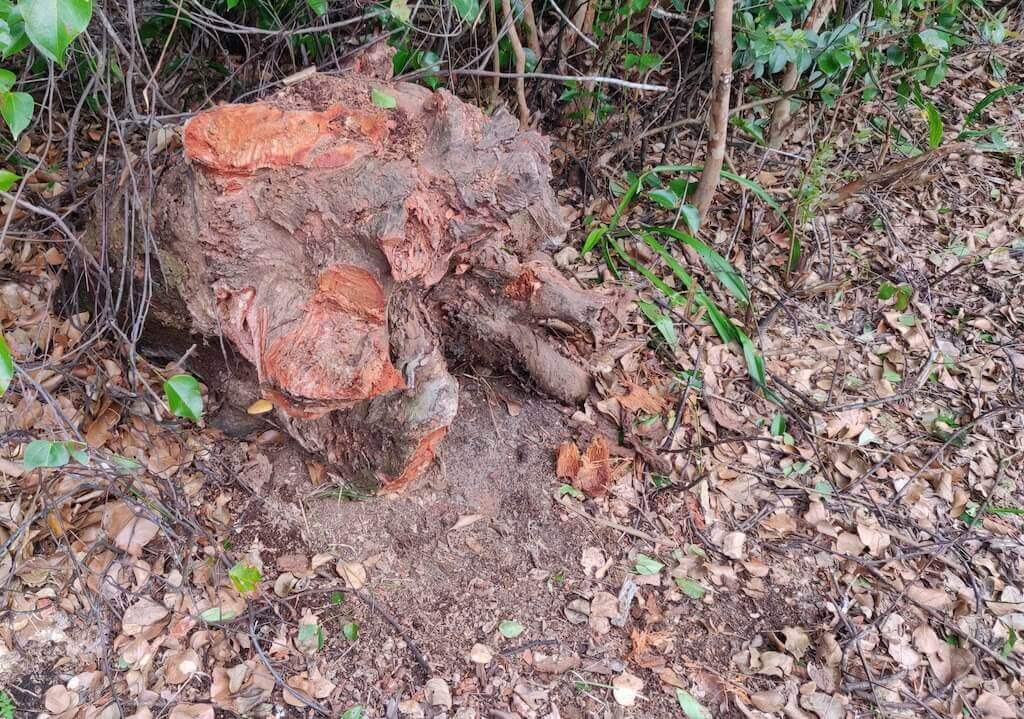 A hardwood stump, slowly succumbing to decay